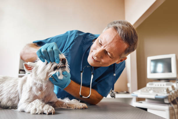 Best Emergency Treatment for Dental Infections or Abscesses in Garland, UT